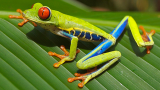 Costa Rica Is Actually Closing All Of Its Zoos